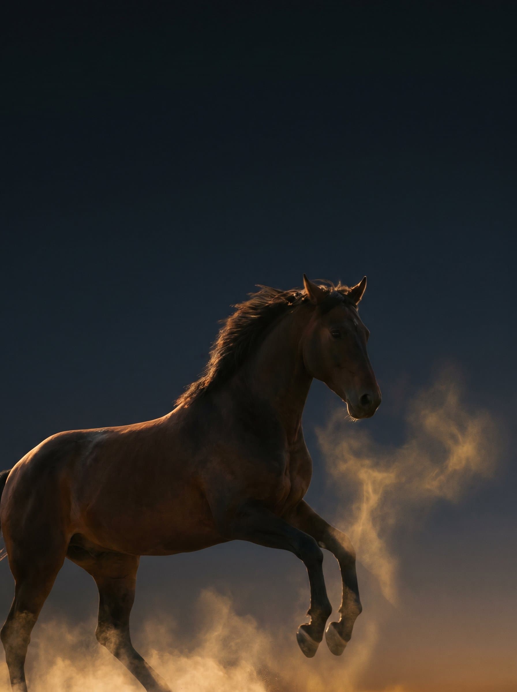 Horse and rider silhouette at golden hour